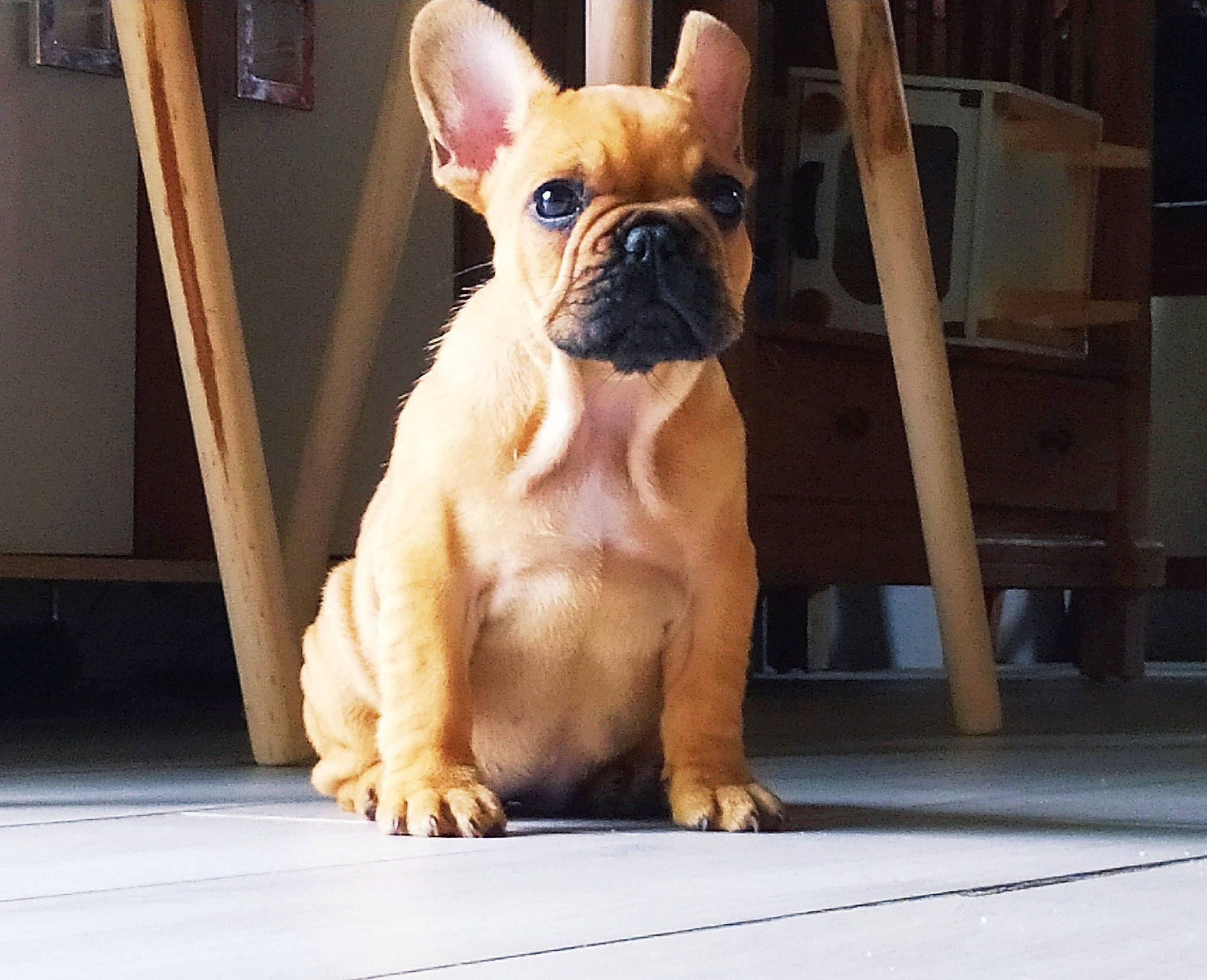 Saya participe au concours pour gagner de l'argent avec cette photo : bulldog, carnivore, comfort, companion_dog, dog, dog_breed, dog_collar, ear, fawn, flooring, french_bulldog, hardwood, pug, snout, terrestrial_animal, toy_dog, whiskers, wood, working_animal, wrinkle