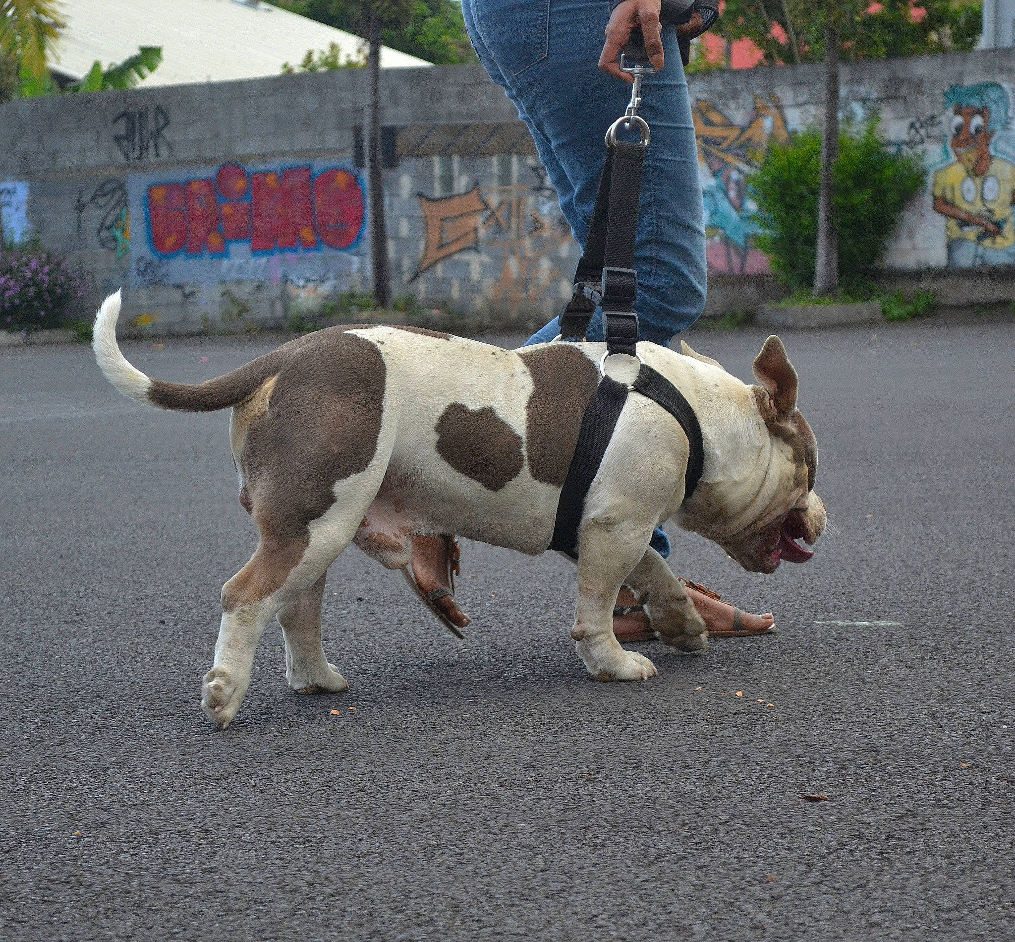 Regan participe au concours pour gagner de l'argent avec cette photo : asphalt, carnivore, collar, companion_dog, dog, dog_breed, dog_clothes, dog_collar, dog_supply, dog_walking, fashion_accessory, fawn, fur, leash, pet_supply, plant, road_surface, sidewalk, tail, working_animal