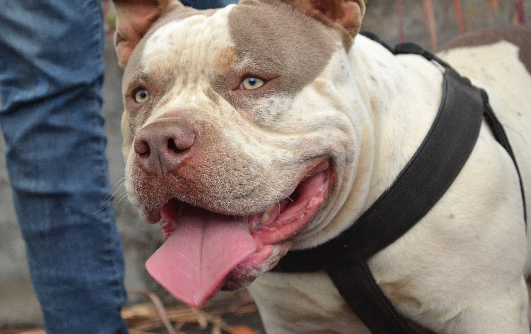 Regan participe au concours pour gagner de l'argent avec cette photo : ancient_dog_breeds, bulldog, canidae, carnivore, collar, companion_dog, denim, dog, dog_breed, dog_collar, fawn, molosser, non_sporting_group, snout, sporting_group, terrestrial_animal, whiskers, working_animal, working_dog, wrinkle