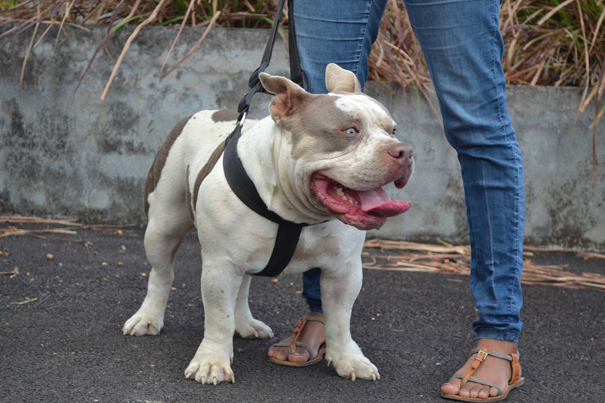 Regan participe au concours pour gagner de l'argent avec cette photo : bulldog, canidae, carnivore, collar, companion_dog, denim, dog, dog_breed, dog_collar, dog_walking, fashion_accessory, fawn, jeans, leash, molosser, snout, sporting_group, tail, whiskers, working_animal
