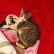 Aïka a rejoint le concours — aidez-le/la à gagner de superbes lots ! blanket, cat, comfortable, cozy, curled_up, domestic_animal, ears, feline, fur, indoor, looking_at_camera, pet, red_chair, relaxed, resting, soft_texture, striped_fur, tabby_cat, warm_colors, whiskers