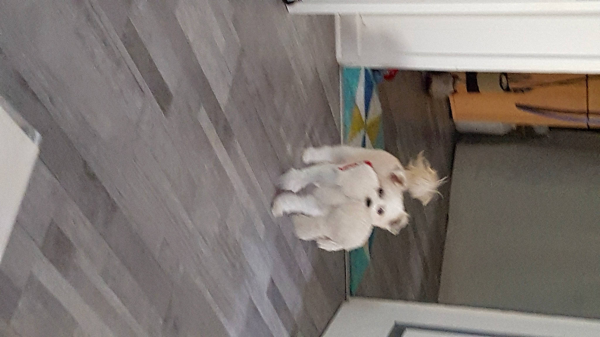 Jackson participe au concours pour gagner de l'argent avec cette photo : canidae, carnivore, companion_dog, dog, dog_breed, fawn, felidae, flooring, fur, hardwood, non_sporting_group, samoyed, small_to_medium_sized_cats, sporting_group, stuffed_toy, tail, toy, whiskers, wood, working_animal