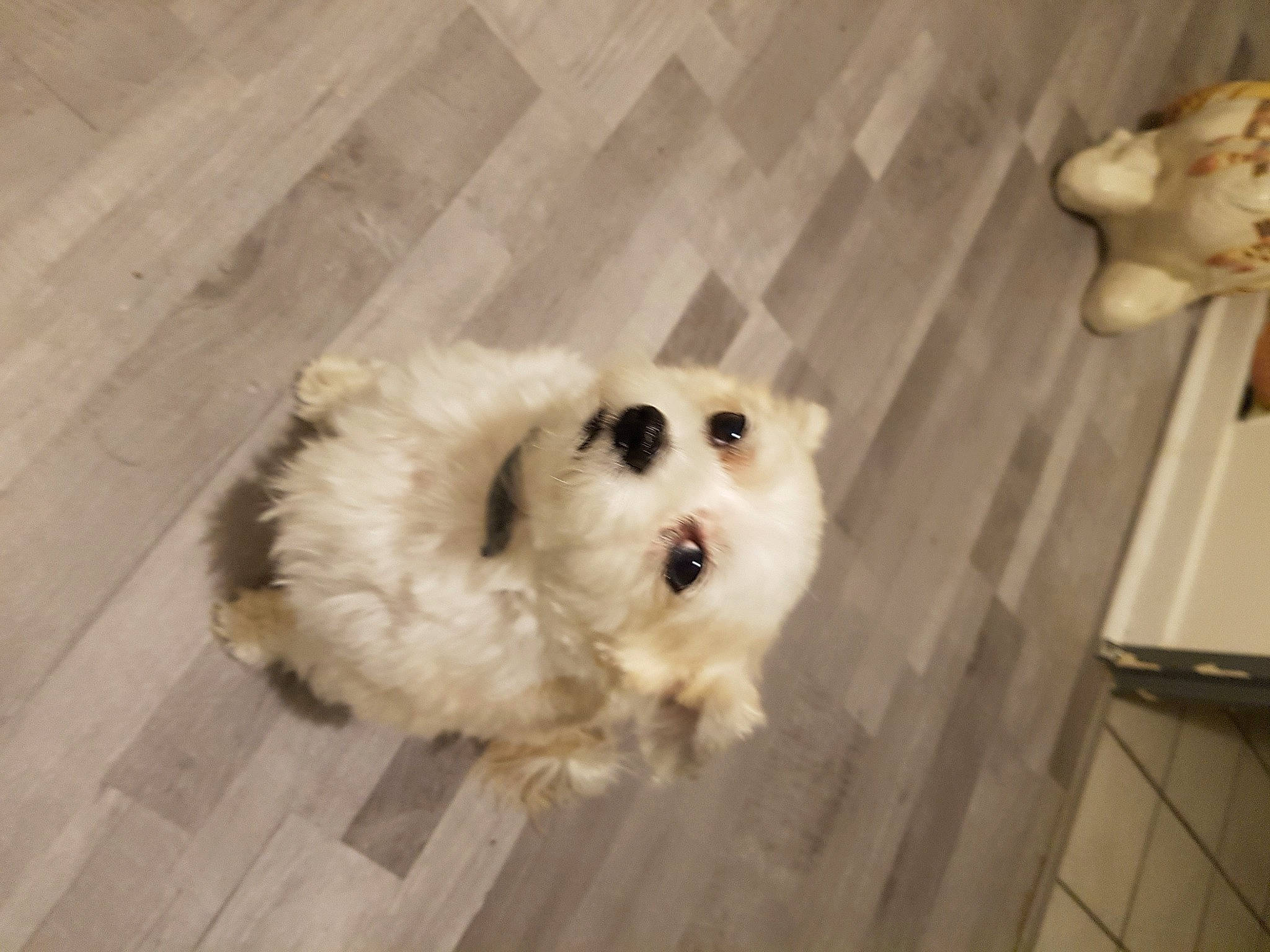 Jackson a rejoint le concours — aidez-le/la à gagner de superbes lots ! canidae, carnivore, companion_dog, dog, dog_breed, fawn, flooring, fur, german_spitz, hardwood, japanese_spitz, pet_supply, snout, spitz, sporting_group, toy_dog, volpino_italiano, whiskers, wood, working_animal