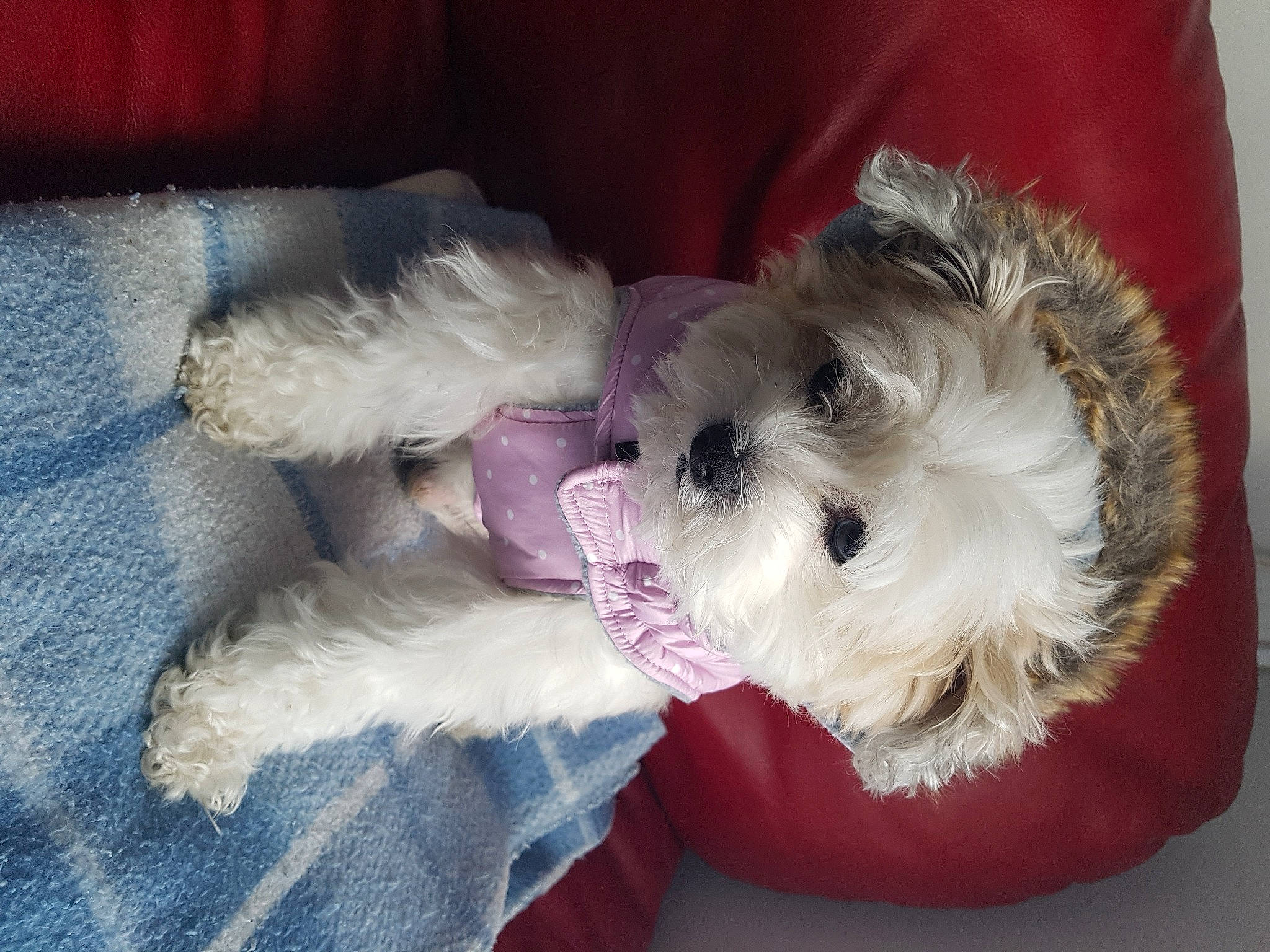 Jackson participe au concours pour gagner de l'argent avec cette photo : bichon, canidae, carnivore, companion_dog, dog, dog_breed, dog_supply, fur, maltepoo, non_sporting_group, paw, pet_supply, puppy, small_terrier, snout, sporting_group, terrier, toy, toy_dog, working_animal