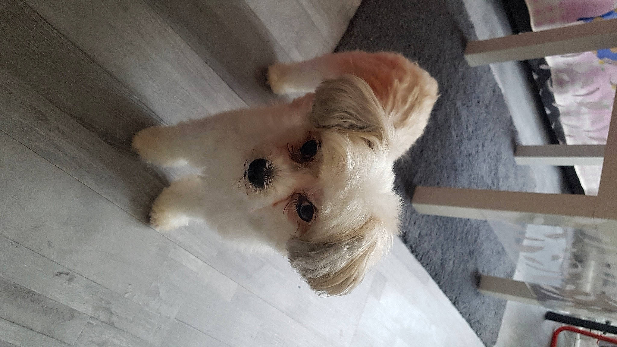 Jackson a rejoint le concours — aidez-le/la à gagner de superbes lots ! carnivore, collar, companion_dog, dog, dog_breed, dog_clothes, dog_supply, fawn, felidae, flooring, fur, hardwood, small_terrier, snout, sporting_group, terrier, toy_dog, whiskers, wood, working_animal