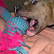 Aya participe au concours pour gagner de l'argent avec cette photo : dog, pit_bull, pet, rope_toy, chewing, playing, teeth, tongue, open_mouth, close_up, brown_fur, brindle, floppy_ear, eye_contact, indoors, couch, blanket, portrait, flash_photography, playful