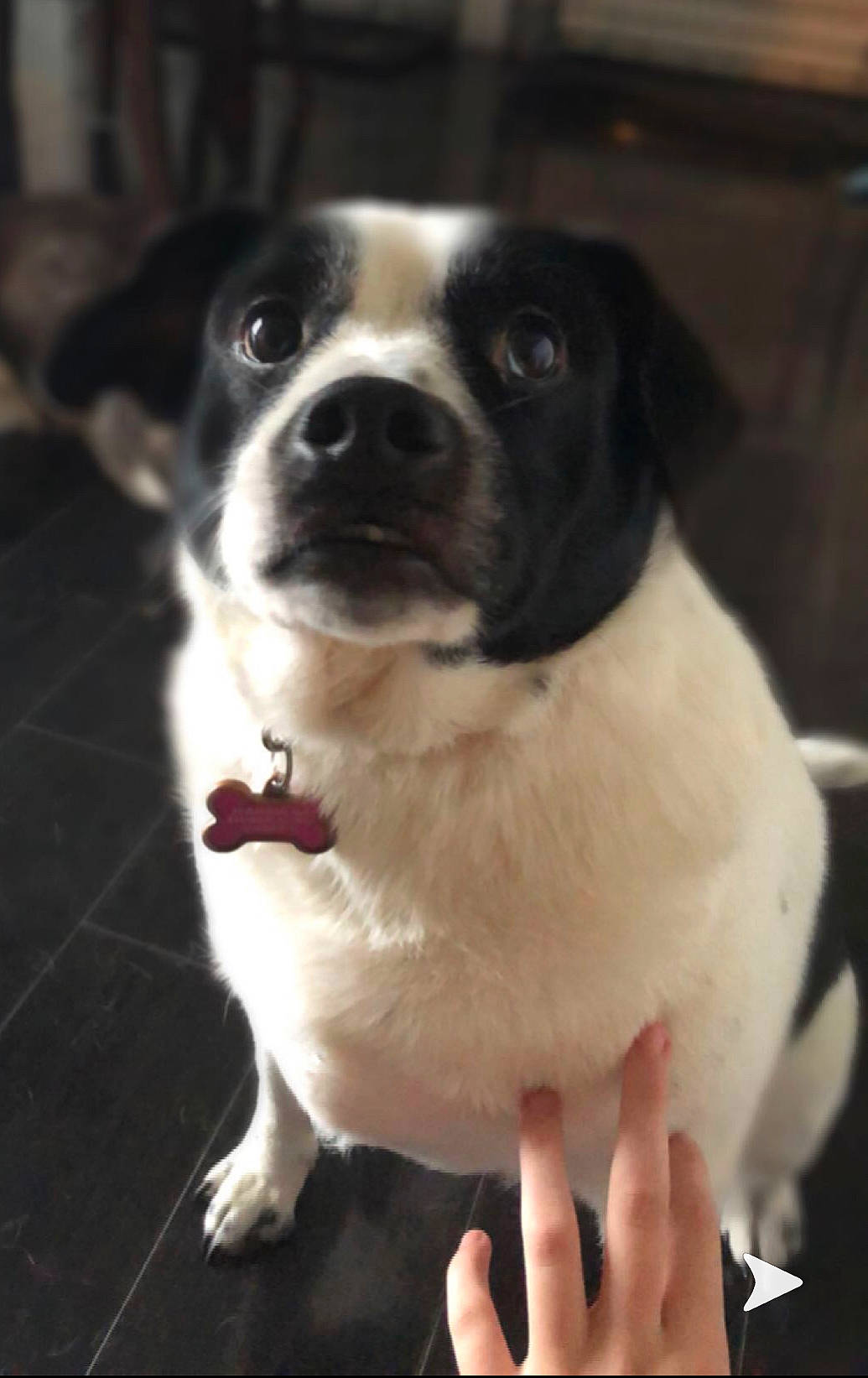 Rae joined the competition — help win amazing prizes! black, canidae, carnivore, collar, companion_dog, dog, dog_breed, fawn, finger, fur, gesture, nail, puppy, snout, sporting_group, vertebrate, white, working_animal, working_dog