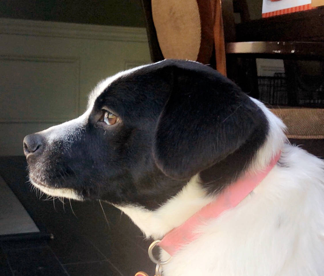 Rae is registered to the contest to win money with this photo: borador, canidae, carnivore, companion_dog, danish_swedish_farmdog, dog, dog_breed, mammal, nose, snout, sporting_group, vertebrate, whiskers