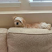 Binnie is registered to the contest to win money with this photo: animal, beige, canine, comfort, couch, cozy, dog, fluffy, furniture, home, indoor, laying_down, light, living_room, neutral_colors, pet, relaxed, resting, texture, window