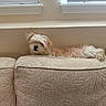 animal, beige, canine, comfort, couch, cozy, dog, fluffy, furniture, home, indoor, laying_down, light, living_room, neutral_colors, pet, relaxed, resting, texture, window