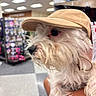 Snowy joined the competition — help win amazing prizes! dog, pet, white_dog, cap, hat, indoor, store, shelf, products, curious, fluffy, fur, beige, animal, mammal, cute, hand, holding, portrait, closeup