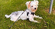 Snowy joined the competition — help win amazing prizes! animal, canine, curious, daylight, dog, fur, grass, greenery, harness, lawn, leash, nature, outdoor, park, pet, playful, quiet, relaxed, small_dog, white_dog