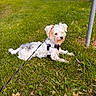 animal, canine, curious, daylight, dog, fur, grass, greenery, harness, lawn, leash, nature, outdoor, park, pet, playful, quiet, relaxed, small_dog, white_dog