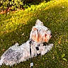 dog, pet, animal, grass, outdoor, sunlight, nature, leash, harness, white_fur, gray_fur, canine, relaxing, greenery, summer, daylight, cute, fur, mammal, portrait