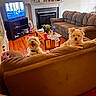 animal, brown_furniture, coffee_table, couch, cup, decor, dog, fireplace, flower_vase, fur, happy, home, indoor, living_room, newspaper, pet, pet_food_bag, television, water_bottle, wood_floor