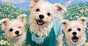 Snowy is registered to the contest to win money with this photo: dog, white_dog, puppy, flowers, daisies, field, blue_sky, clouds, smiling, cute, pet, portrait, floating_heads, grass, canine, outdoor, nature, happy, clothing, green_shirt
