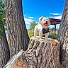 dog, tree_stump, tree_trunk, outdoor, blue_sky, cloud, leash, canine, pet, nature, sunny, daylight, fur, tongue_out, wood, park, shrubbery, animal, happy, standing
