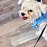 Snowy is registered to the contest to win money with this photo: dog, white_dog, small_dog, fluffy, pet, leash, harness, wooden_floor, indoor, happy, tongue_out, animal, companion, walking, cute, domestic_animal, canine, playful, person_legs, footwear