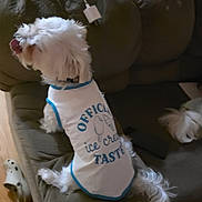 Snowy joined the competition — help win amazing prizes! dog, pet, white_dog, shirt, clothing, couch, indoor, tongue_out, toy, fur, small_dog, sitting, home, cozy, relaxed, cute, animal, domestic, companion, furniture