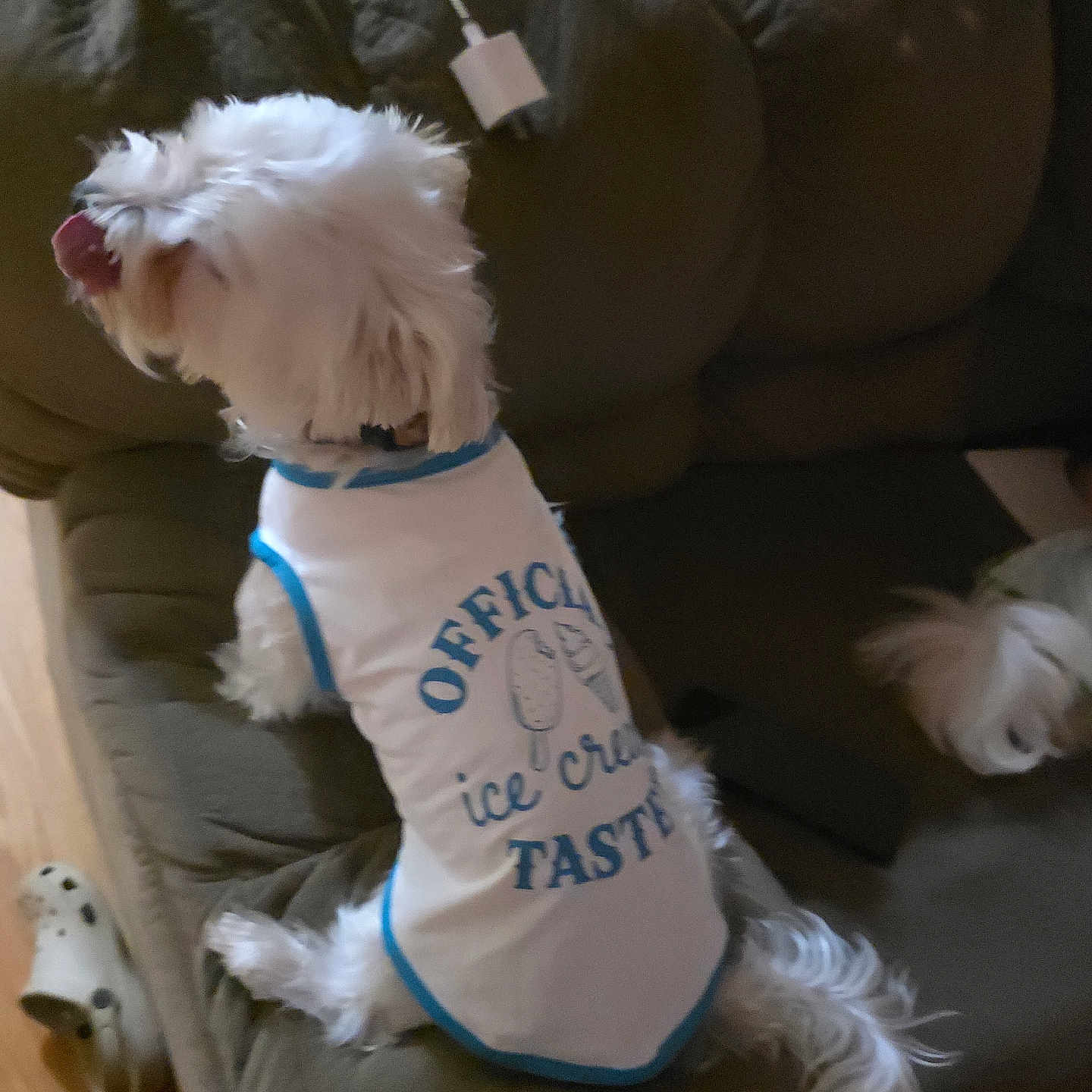 Snowy joined the competition — help win amazing prizes! dog, pet, white_dog, shirt, clothing, couch, indoor, tongue_out, toy, fur, small_dog, sitting, home, cozy, relaxed, cute, animal, domestic, companion, furniture