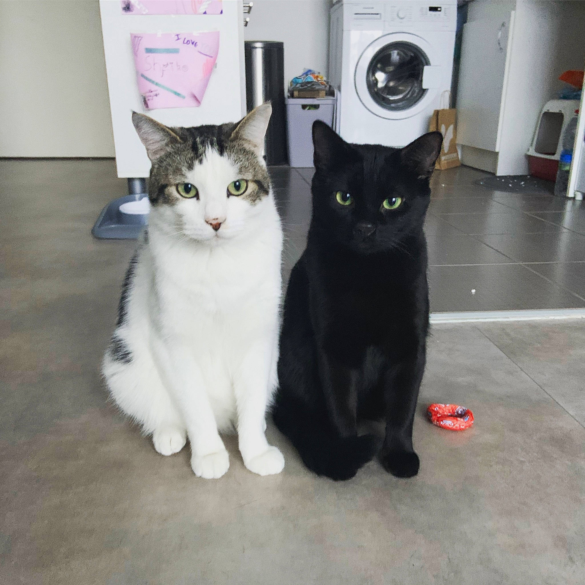 Pepito Et Sheiko a rejoint le concours — aidez-le/la à gagner de superbes lots ! black_cat, carnivore, cat, clothes_dryer, domestic_short_haired_cat, door, felidae, flooring, fur, home_appliance, kitchen_appliance, laundry_room, paw, refrigerator, small_to_medium_sized_cats, snout, tail, washing_machine, whiskers, white