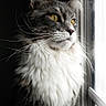 animal, calm, cat, closeup, curious, domestic_cat, feline, fluffy, indoor, long_hair, looking_out, natural_light, pet, portrait, quiet, side_profile, soft_light, whiskers, window, yellow_eyes