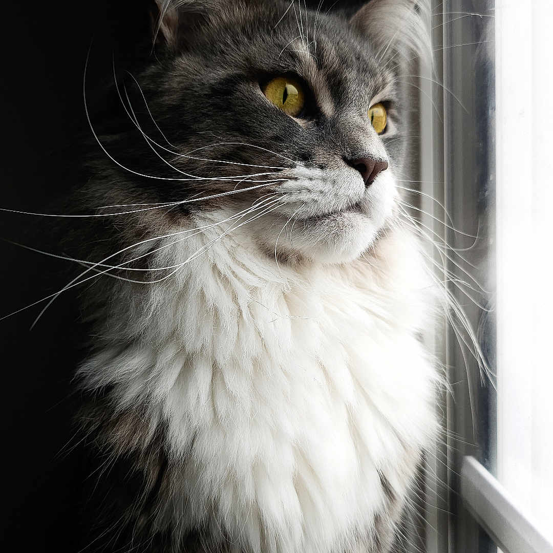 Winston