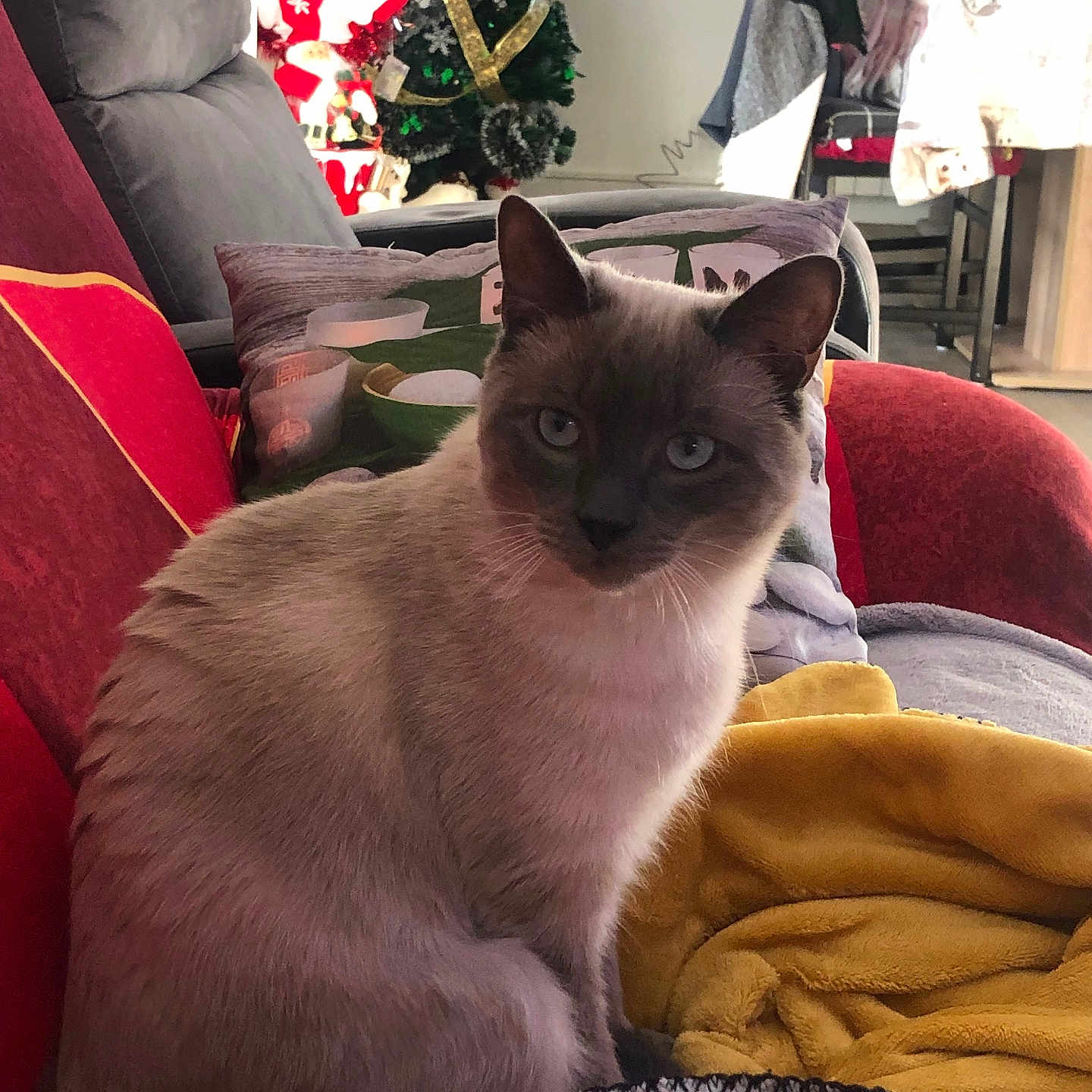 Flocon participe au concours pour gagner de l'argent avec cette photo : animal, blanket, cat, christmas_tree, couch, cozy, cushion, decorations, domestic_cat, feline, furniture, holiday_decor, indoor, living_room, pet, relaxed, seated, siamese_cat, soft_light, window
