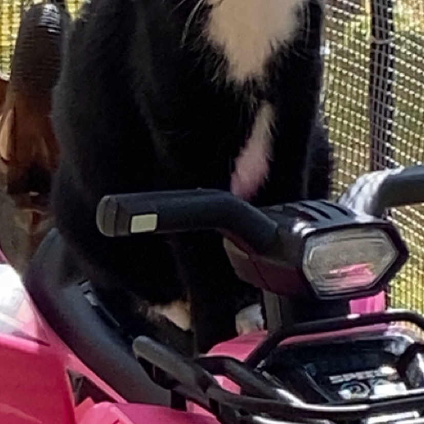 Figaro