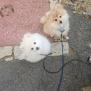 Tsuky participe au concours pour gagner de l'argent avec cette photo : dog, puppy, pomeranian, fluffy, leash, outdoor, pavement, curious, small_dog, pet, cute, animal, walking, two_dogs, sidewalk, stone, ground, fur, playful, looking_up