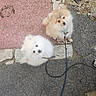 dog, puppy, pomeranian, fluffy, leash, outdoor, pavement, curious, small_dog, pet, cute, animal, walking, two_dogs, sidewalk, stone, ground, fur, playful, looking_up