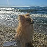 Tsuky a rejoint le concours — aidez-le/la à gagner de superbes lots ! dog, beach, ocean, water, waves, sky, sunlight, flip_flop, pebbles, outdoor, pet, fur, sitting, sunny, nature, summer, sea, coast, animal, daytime