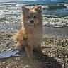 dog, beach, waves, sea, flip_flop, pebbles, sunlight, outdoor, water, sky, summer, animal, pet, fur, nature, coast, shore, sandy, daytime, cute