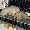 Tsuky participe au concours pour gagner de l'argent avec cette photo : puppies, dog, sleeping, fluffy, bed, toy, indoor, cozy, cute, pet, animal, resting, snuggling, furry, paw, closeup, domestic, adorable, companion, leash