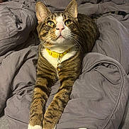 Omaley is registered to the contest to win money with this photo: cat, tabby, pet, indoor, collar, bell, green_eyes, fur, whiskers, paws, blanket, gray, relaxed, cute, animal, mammal, domestic, sleepy, resting, feline