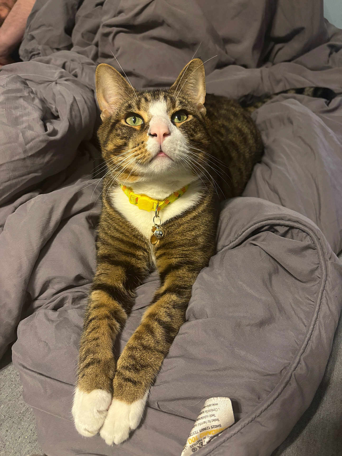 Omaley is registered to the contest to win money with this photo: cat, tabby, pet, indoor, collar, bell, green_eyes, fur, whiskers, paws, blanket, gray, relaxed, cute, animal, mammal, domestic, sleepy, resting, feline