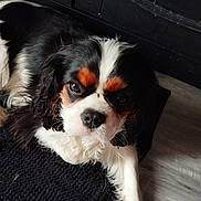Viktor a rejoint le concours — aidez-le/la à gagner de superbes lots ! animal, black_and_white, brown_markings, cavalier_king_charles_spaniel, close_up, cute, dog, eye_contact, fireplace, fluffy, headshot, indoor, long_hair, lying_down, pet, portrait, puppy, rug, tricolor, wooden_floor