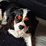 animal, black_and_white, brown_markings, cavalier_king_charles_spaniel, close_up, cute, dog, eye_contact, fireplace, fluffy, headshot, indoor, long_hair, lying_down, pet, portrait, puppy, rug, tricolor, wooden_floor