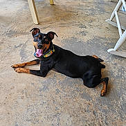 Jasmine joined the competition — help win amazing prizes! dog, canine, pet, lying_down, black_and_brown, tongue_out, happy, floor, concrete, porch, rocking_chair, wooden_chair, collar, domestic_animal, animal, outdoor, smiling, ears_up, four_legs, resting