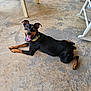 dog, canine, pet, lying_down, black_and_brown, tongue_out, happy, floor, concrete, porch, rocking_chair, wooden_chair, collar, domestic_animal, animal, outdoor, smiling, ears_up, four_legs, resting