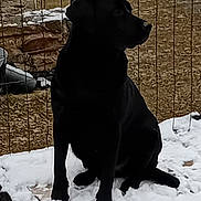 Athos participe au concours pour gagner de l'argent avec cette photo : animal, attention, black_dog, canine, cold, companion, daylight, dog, fence, grass, nature, outdoor, pet, platform, quiet, sitting, snow, still, winter, yard
