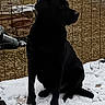 animal, attention, black_dog, canine, cold, companion, daylight, dog, fence, grass, nature, outdoor, pet, platform, quiet, sitting, snow, still, winter, yard