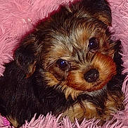 Nala is registered to the contest to win money with this photo: puppy, dog, cute, fluffy, fur, pet, animal, pink, fabric, soft, closeup, portrait, young, small, adorable, cozy, nose, ears, eyes, companion