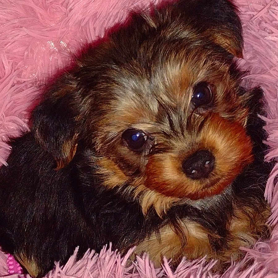 Nala is registered to the contest to win money with this photo: adorable, animal, closeup, companion, cozy, cute, dog, ears, eyes, fabric, fluffy, fur, nose, pet, pink, portrait, puppy, small, soft, young