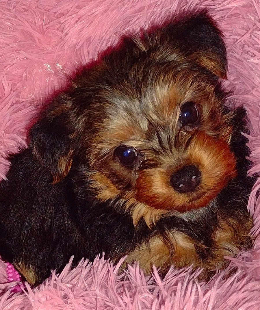 Nala is registered to the contest to win money with this photo: puppy, dog, cute, fluffy, fur, pet, animal, pink, fabric, soft, closeup, portrait, young, small, adorable, cozy, nose, ears, eyes, companion
