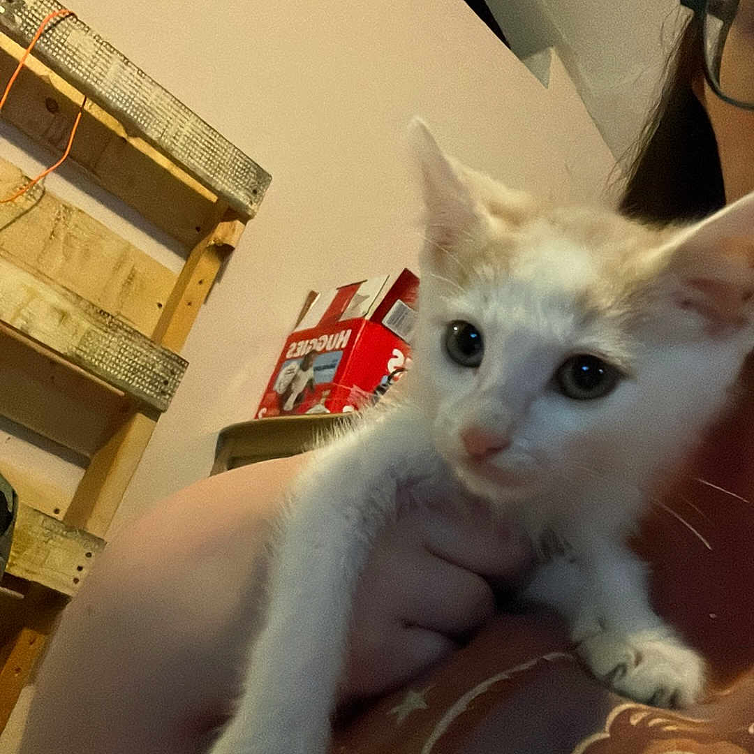 Max