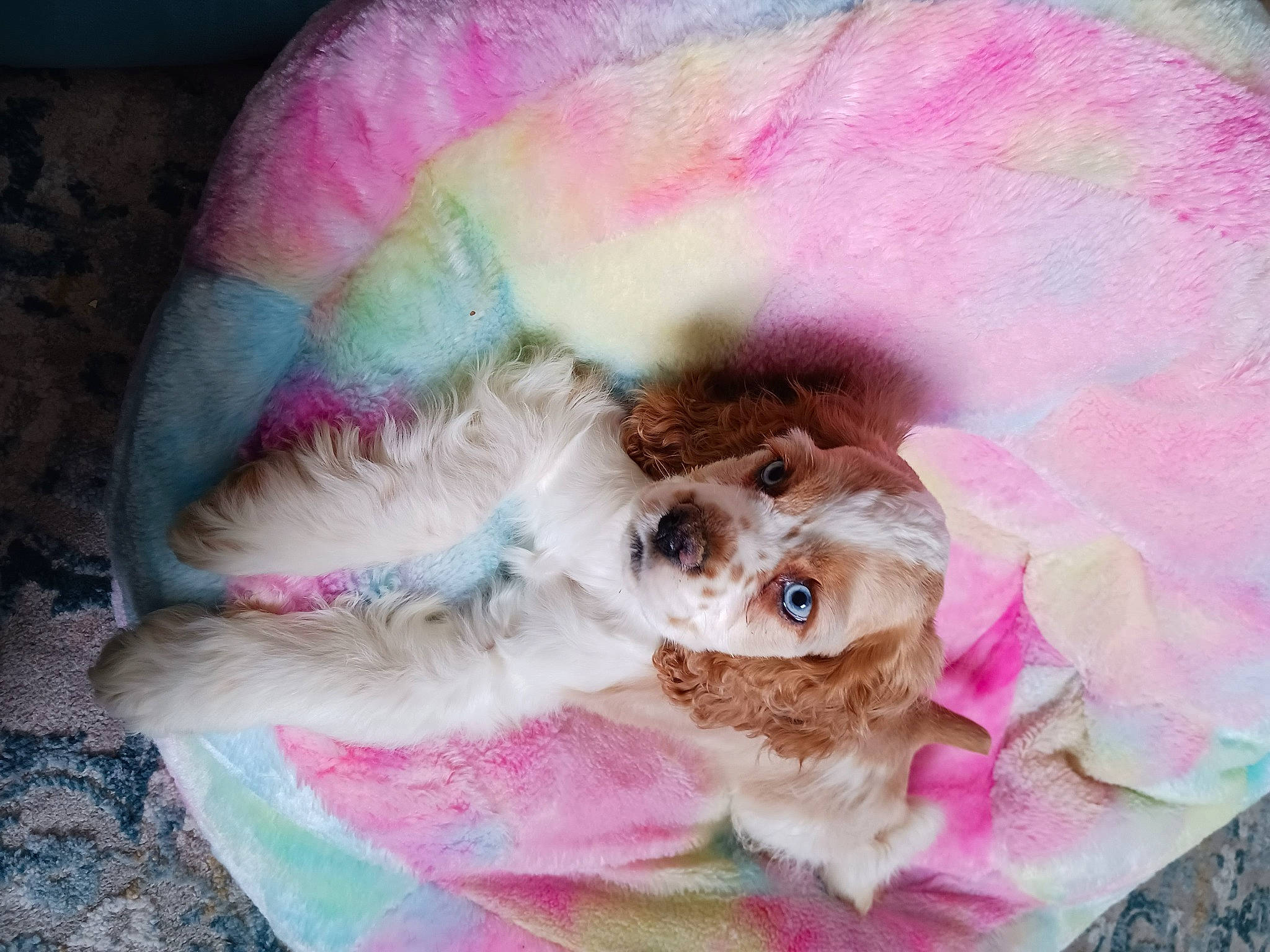 Buddy Love is registered to the contest to win money with this photo: art, carnivore, companion_dog, dog_clothes, eyelash, fashion_accessory, fawn, feather, fur, goggles, magenta, petal, pink, plush, sleeve, snout, sunglasses, toy, wig, wool