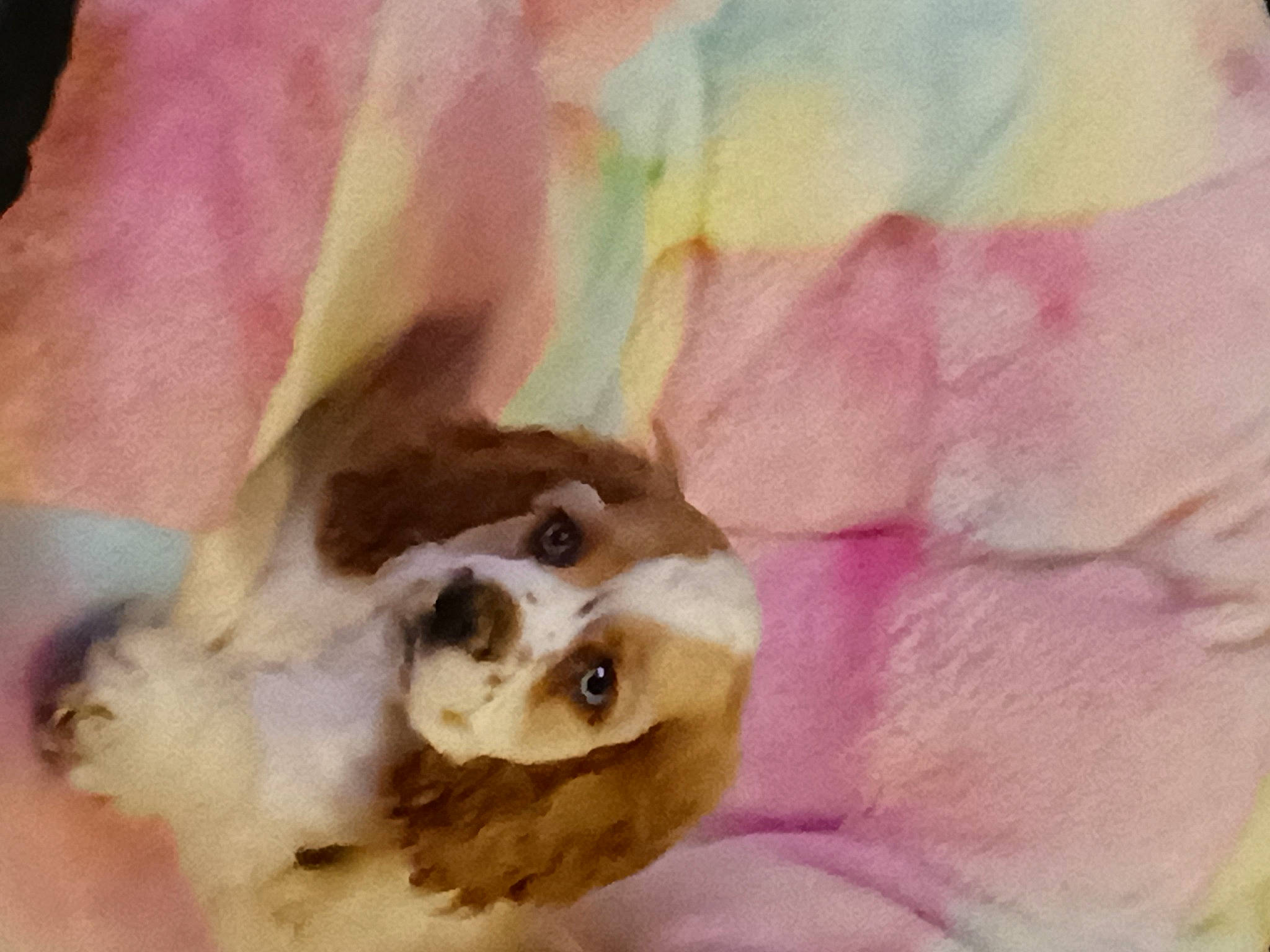 Buddy Love is registered to the contest to win money with this photo: canidae, carnivore, companion_dog, dog, dog_breed, fawn, fur, liver, magenta, paint, painting, paw, petal, snout, sporting_group, toy, toy_dog, visual_arts, whiskers, working_animal