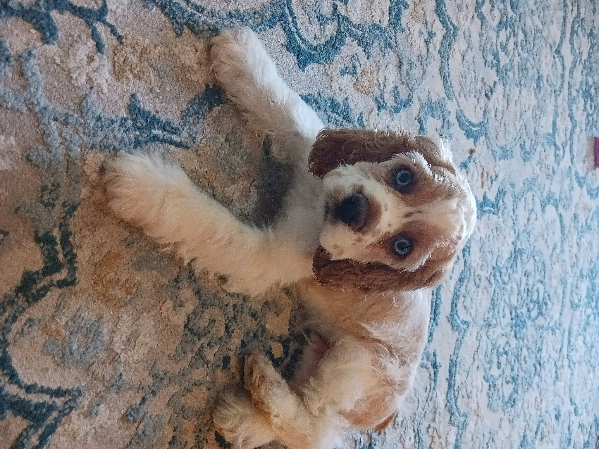 Buddy Love is registered to the contest to win money with this photo: canidae, carnivore, companion_dog, dog, dog_breed, dog_collar, eyewear, fawn, fur, glasses, goggles, happy, paw, snout, sporting_group, sunglasses, toy_dog, tree, whiskers, wood