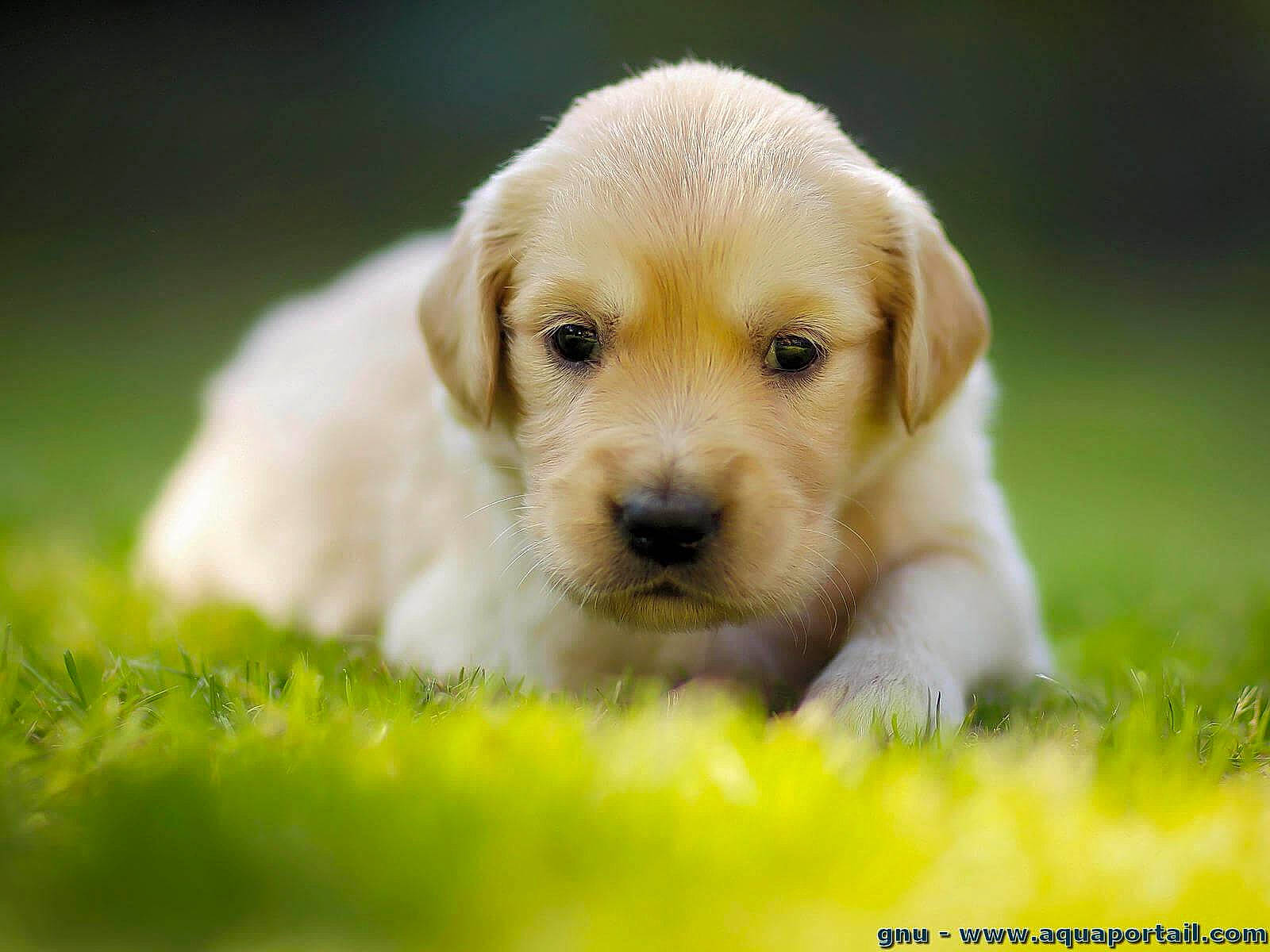 Sushi participe au concours pour gagner de l'argent avec cette photo : canidae, carnivore, companion_dog, dog, dog_breed, fawn, fur, grass, labrador_retriever, puppy, snout, sporting_group, terrestrial_animal, whiskers, working_animal